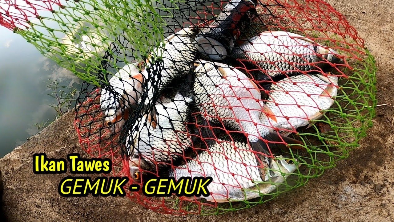 Ikan Tawes‼️Potensi anco di sungai air tenang 
