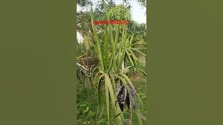 wp6370850620 contact for plant #shorts #viralvideo #dragonfruitplant #subscribe #farming
