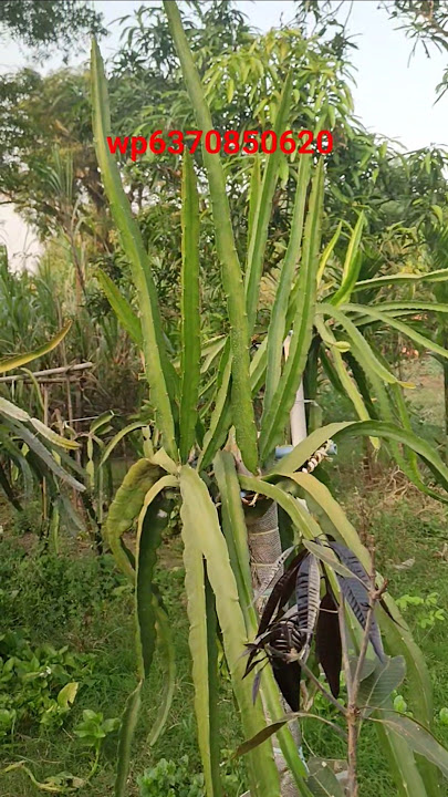 wp6370850620 contact for plant #shorts #viralvideo #dragonfruitplant #subscribe #farming