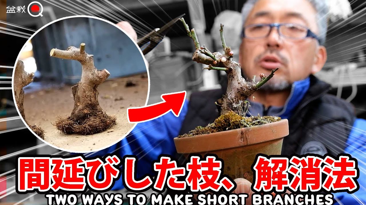 【梅】詰まった枝を作る２つの方法in小梅園【盆栽Q】