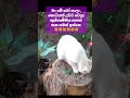 සුදු බෝලෙ ...😻😻😻 #funnykittens #funny #funnyvideo #cat #cute #pets