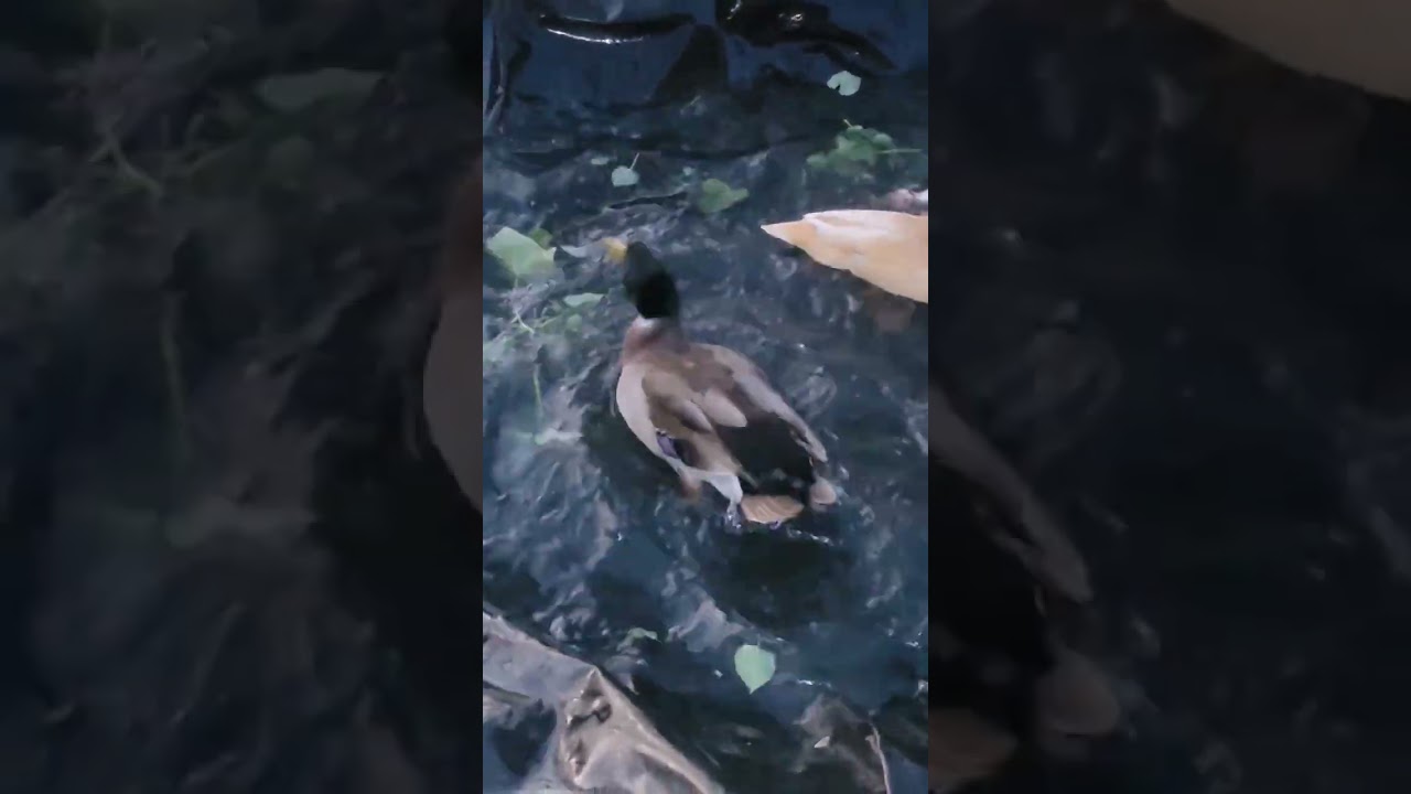 Our ducks swimming. @ Wide Open Transit Farm