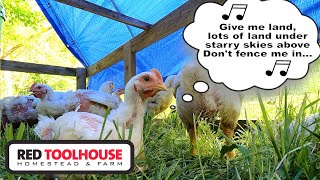 How Much LAND is Needed to Raise a YEAR'S WORTH of Chicken??