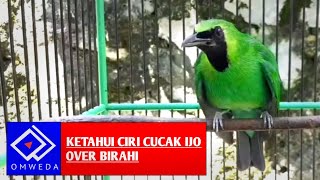 BURUNG CUCAK IJO BIRAHI CIRI-CIRINYA SEPERTI INI