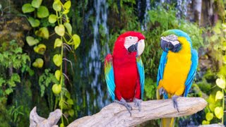 Feathered Friends Haven: Exploring the Enchanting World of Birds and Parrots..