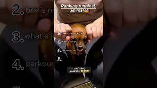 Ranking funniest animals🤣 #shorts