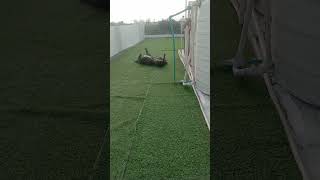 music music #viral music #funny #cute #harry masti #viral #trending music #2026 best music #meme