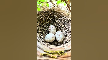20240715 cardinal nest part 2