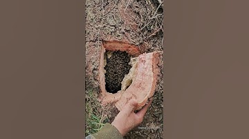 Thumbnail of honey bee videos - Giant Sweet Treasure - Honey Bee Nest Hidden in a Tree Hollow🐝😋 #naturebee #bees