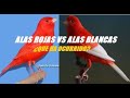 ROJOS ALAS ROJAS Y ALAS BLANCAS ¿Que ha pasado?