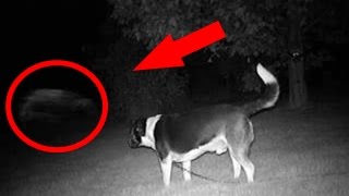 5 Real Ghosts Caught by Dogs | Top 5 Ghost Videos