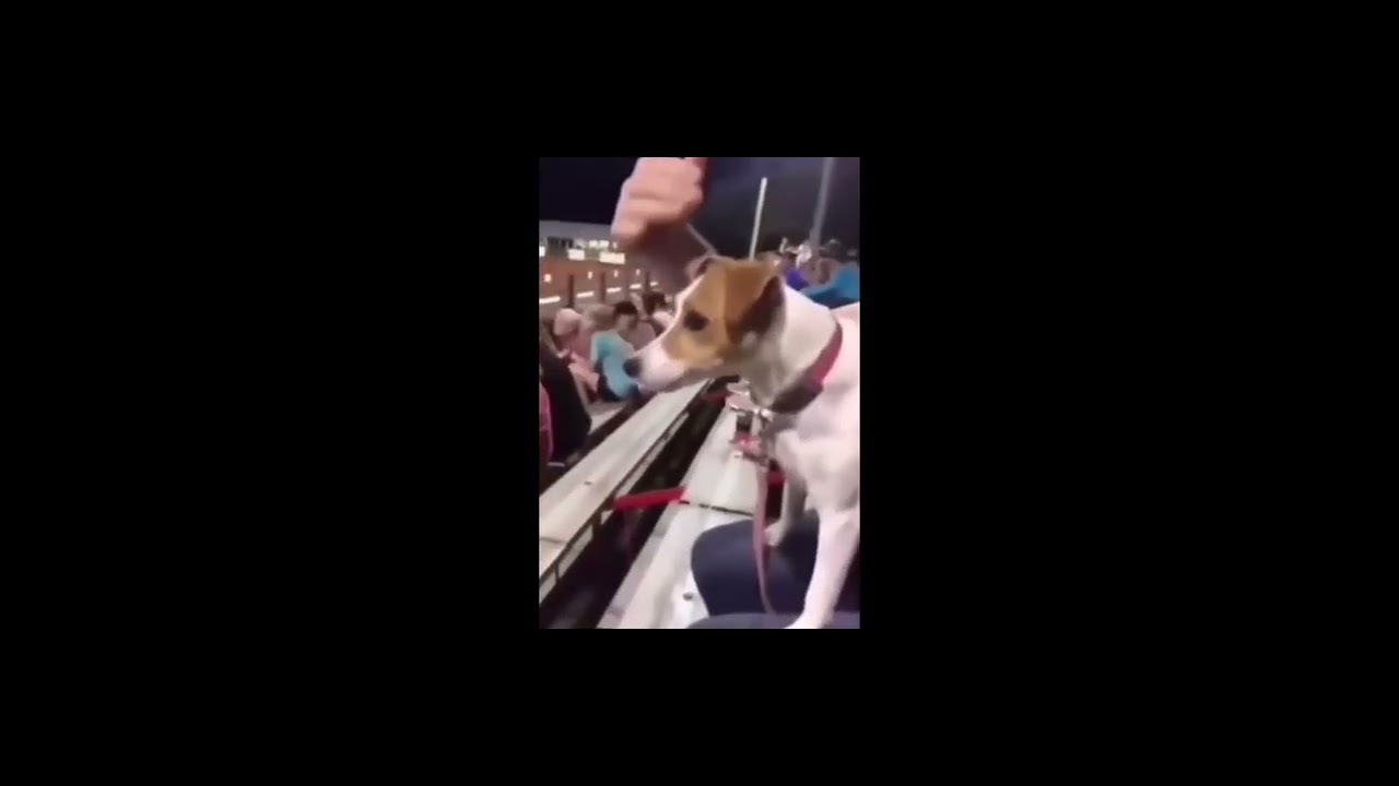 cat and dog funny Video YouTube