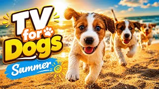 NO ADS - 8 Hours TV for Dogs | Summer Playful Puppies at Sunset