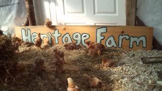 2015 Heritage Farm Meat machines in the morning