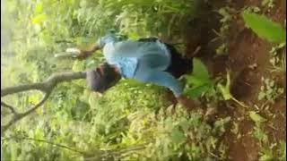 cuplikan Proses pengambilan sarang ciblek kristal di hutan langsung...