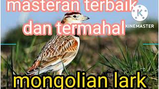 Viral // masteran terbaik 2022 // Mongolian lark masteran terlengkap dan termahal