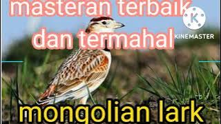 Viral // masteran terbaik 2022 // Mongolian lark masteran terlengkap dan termahal