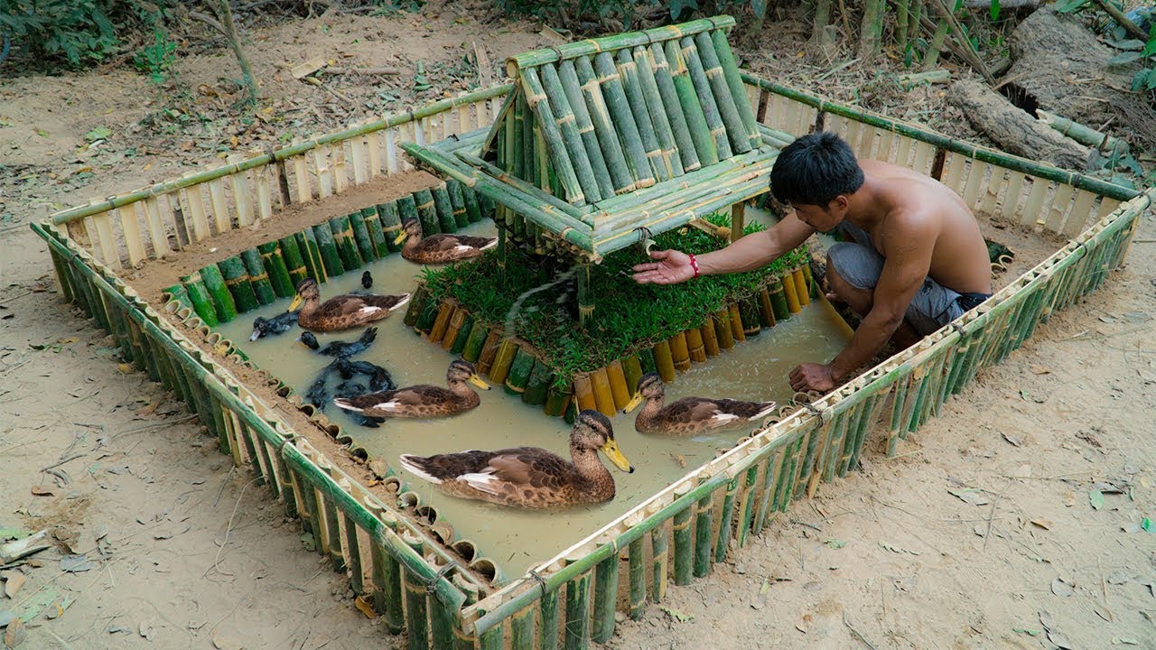 Rescue Wild Duck and Build Mini Swimming Pool and House For Them