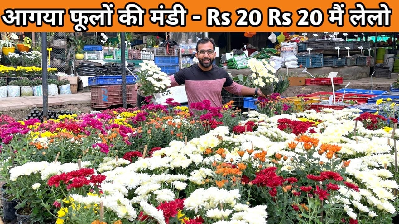Winter Flowering Cheapest Plants only 20 - 20 Only, Delhi Nursery In Delhi