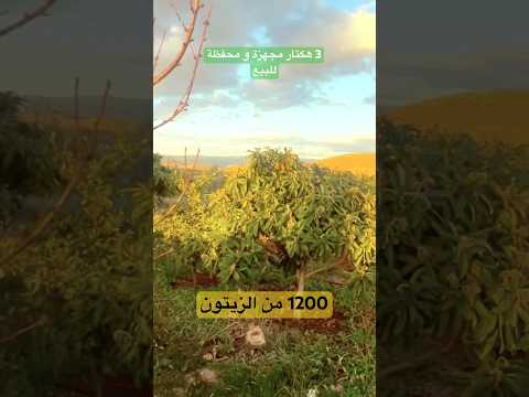 ارض فلاحية محفظة مجهزة للبيع 1200 من الزيتون ومنزل حجري الماء تمن البيع 110 مليون 0678425894