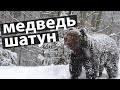 🐻 ВСЁ, ОТОХОТИЛСЯ!  прошептал Матвей, увидев огромного медведя шатуна/