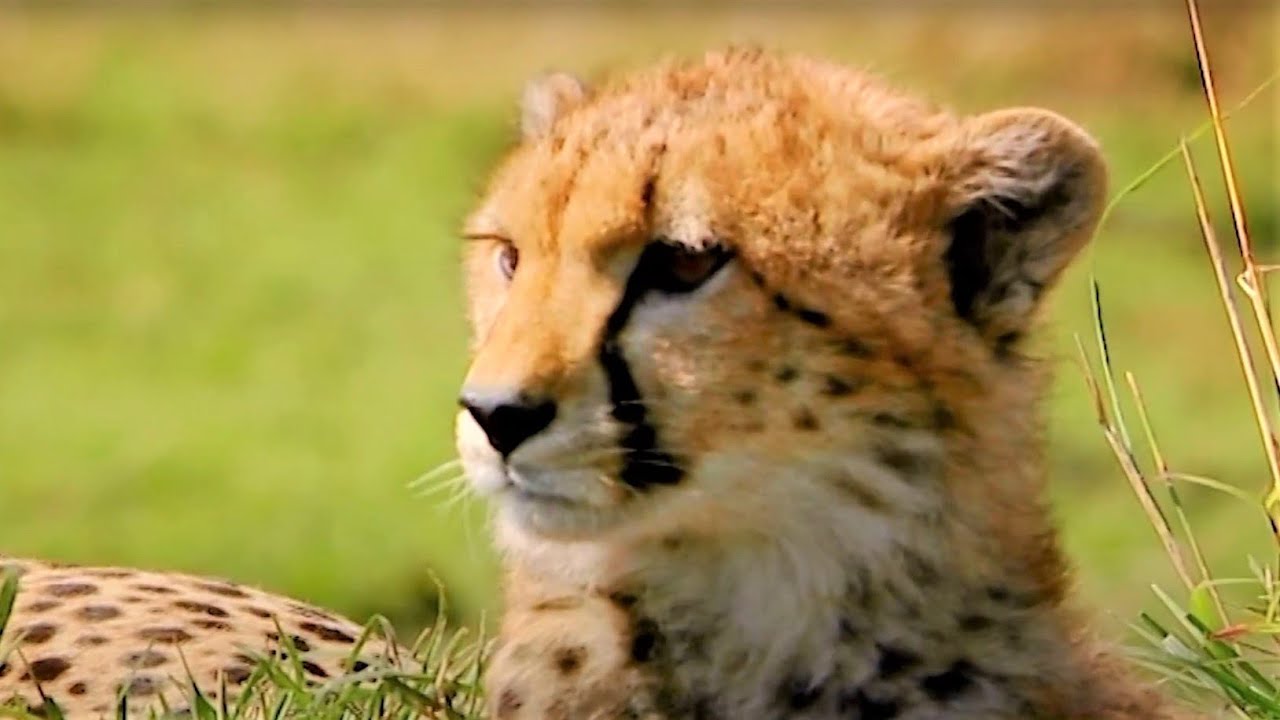 Cheetah And Lion Cubs Play On The Savanna | Little Big Cat | BBC Earth Kids  - YouTube