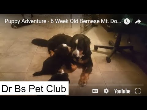 veterinary surgery Puppy Adventure - 6 Week Old Bernese Mt. Dog Puppies Move In With The Big Dogs? - Ovation’s Puppies