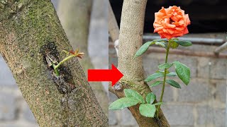 Tips For Grafting Roses On A Creative Mango Tree