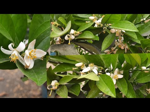 ভিডিও: ভিয়েতনামে বর্ষাকাল কখন আসে এবং এটি কতক্ষণ স্থায়ী হয়?