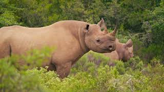 Famous What are World Bank Outcome Bonds Profile