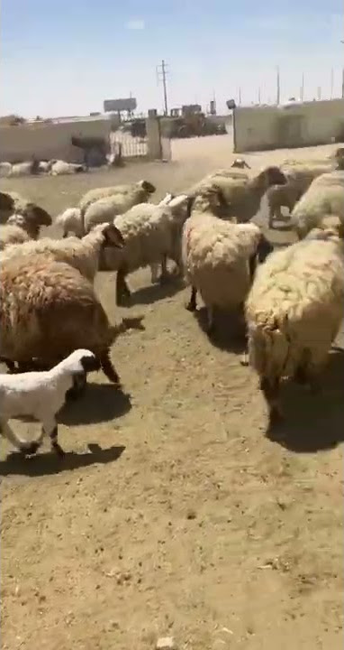 ٢١ مايو ٢٠٢٢