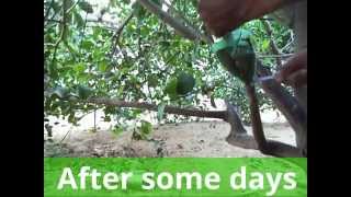 एयर लेयरिंग कैसे करें --How to air layering lemon tree With Update Full episode( Hindi)