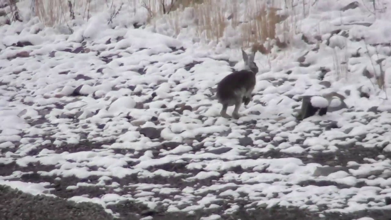 Wild hare sprinting and hopping