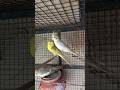 DAY 134 - BUDGIES PARROTS KO TAIM KAISE KARE #budgielovers #budgiefood #ytshorts #budgies #explore