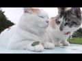 のせ猫 x カエル　Frog put cat 2015/2