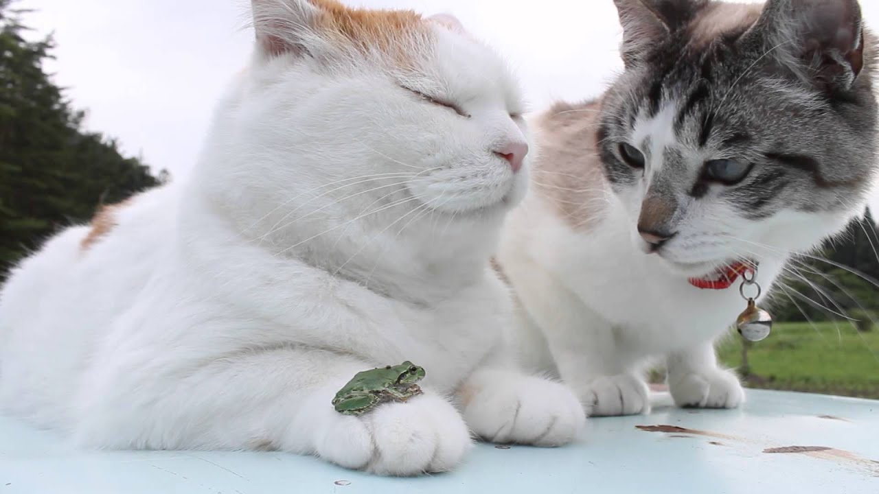 のせ猫 X カエル Frog Put Cat 15 2 Youtube