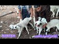 مباشرة من سوق خميس سيدي حجاج ولاد مراح بتاريخ 7 17 2025 