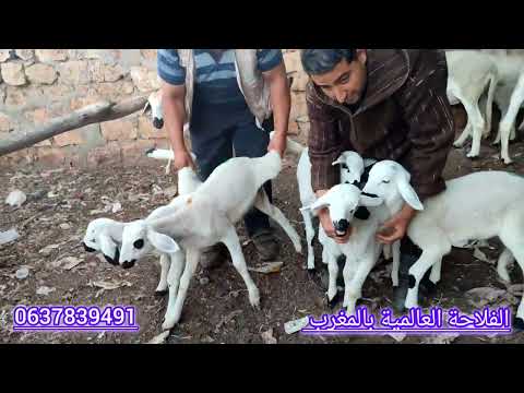 مباشرة من سوق خميس سيدي حجاج ولاد مراح بتاريخ   