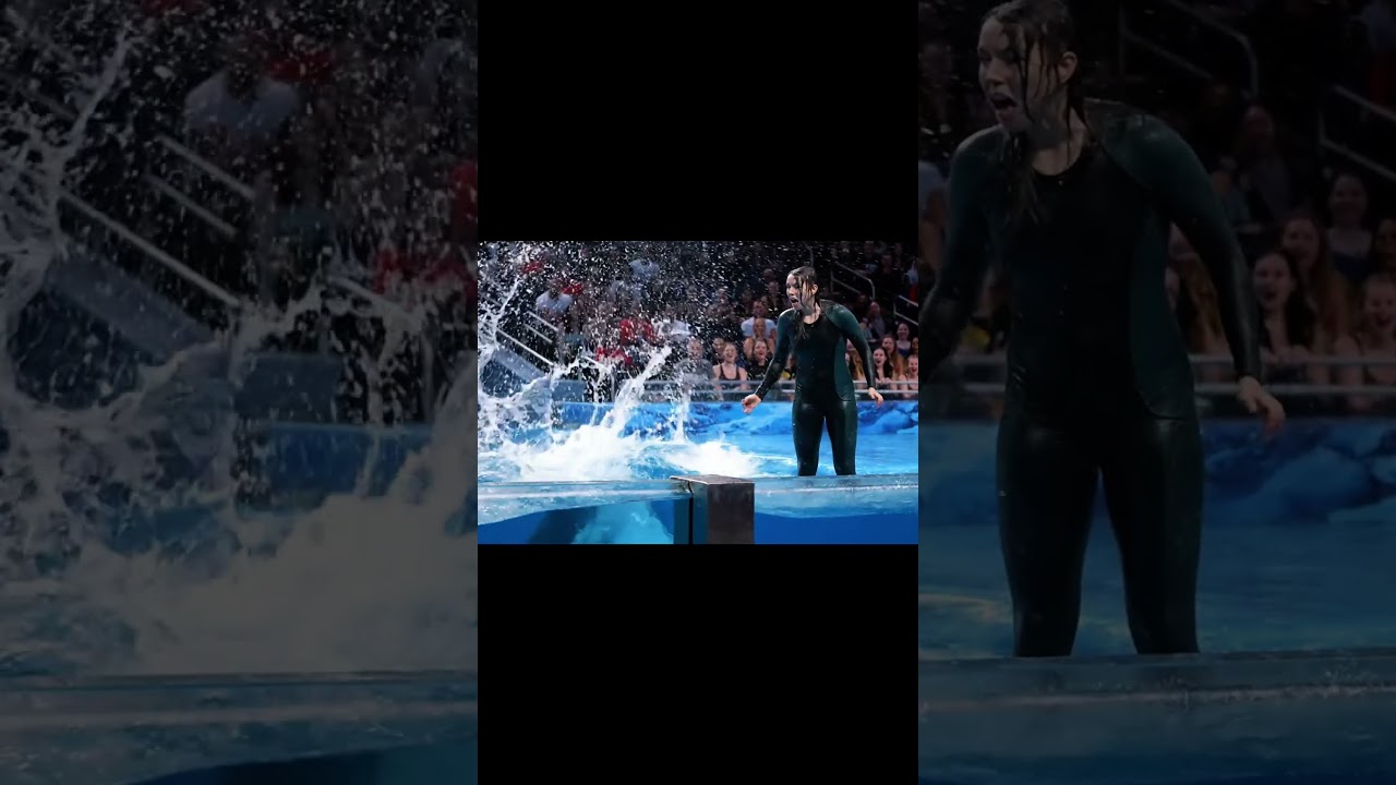 Ужас лицом к лицу с косаткой! Короткие видео 