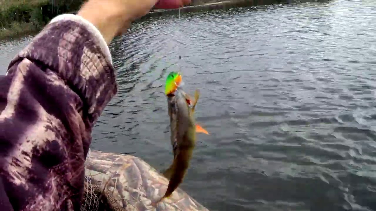 Сентябрь уж наступил. За щукой. Спиннинг kaida engage twitch 2,1 7-35.