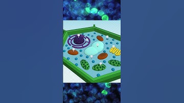 Plant Cell Model Tinkercad Design by MarcelP.