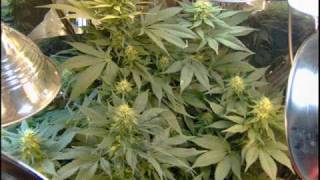 Take a journey from seed to harvest! Ignore the date on the camera....