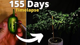 Growing Jalapeno from Seed to Harvest Time Lapse