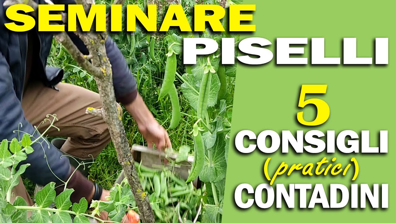 SEMINARE PISELLI | 5 CONSIGLI (pratici) CONTADINI