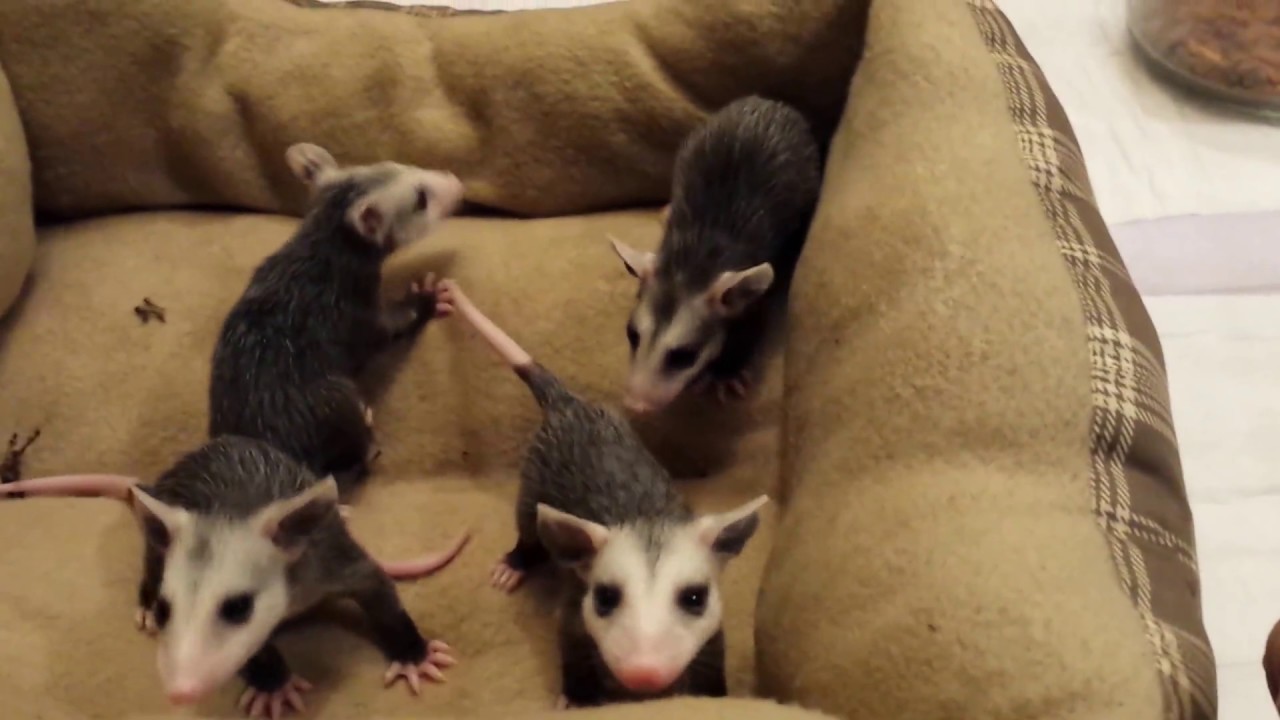 Opossums in cage YouTube