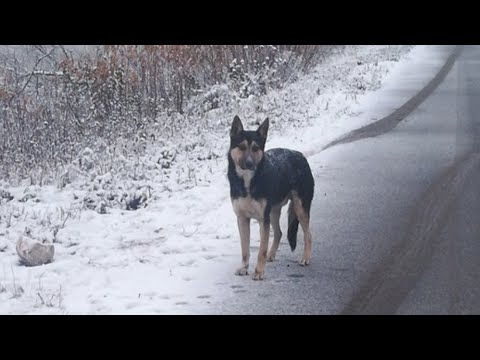 Видео: Что вы можете сделать, чтобы помочь собакам, оставленным в машинах