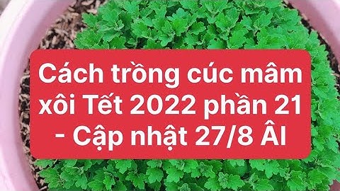 Cách trồng cúc mâm xôi phần 21 - tưới phân lần 3 cập nhật 27/8 ÂL
