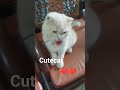 Cutecat #cat #music #cutecat #catshorts