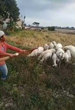 Story WA kartonyono medot janji lucu
