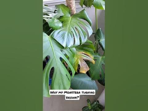 WHY MY MONSTERA PLANT TURNING BROWN? 🤔 
